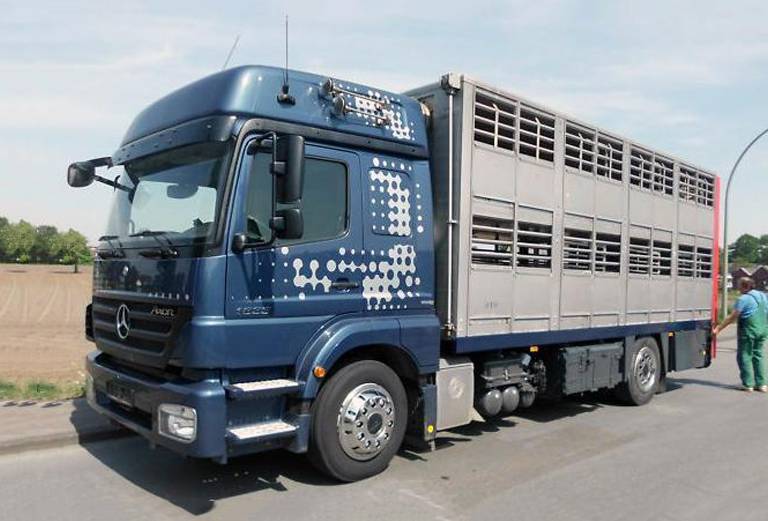 Сколько стоит транспортировать енота недорого из Краснокамска в Омск